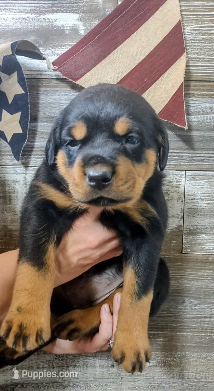 Independence  – Rottweiler puppy for sale in Waldron, MI