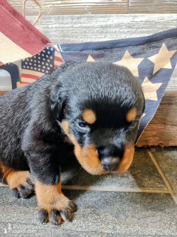 Patriot  – Rottweiler puppy for sale in Waldron, MI