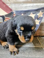Patriot , a male Rottweiler for sale in Waldron, MI – 1 of 3