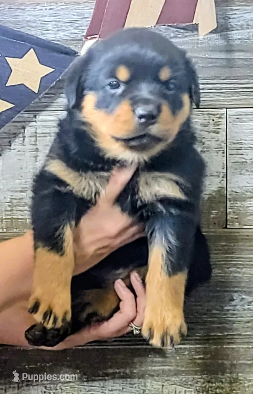 Liberty  – Rottweiler puppy for sale in Waldron, MI