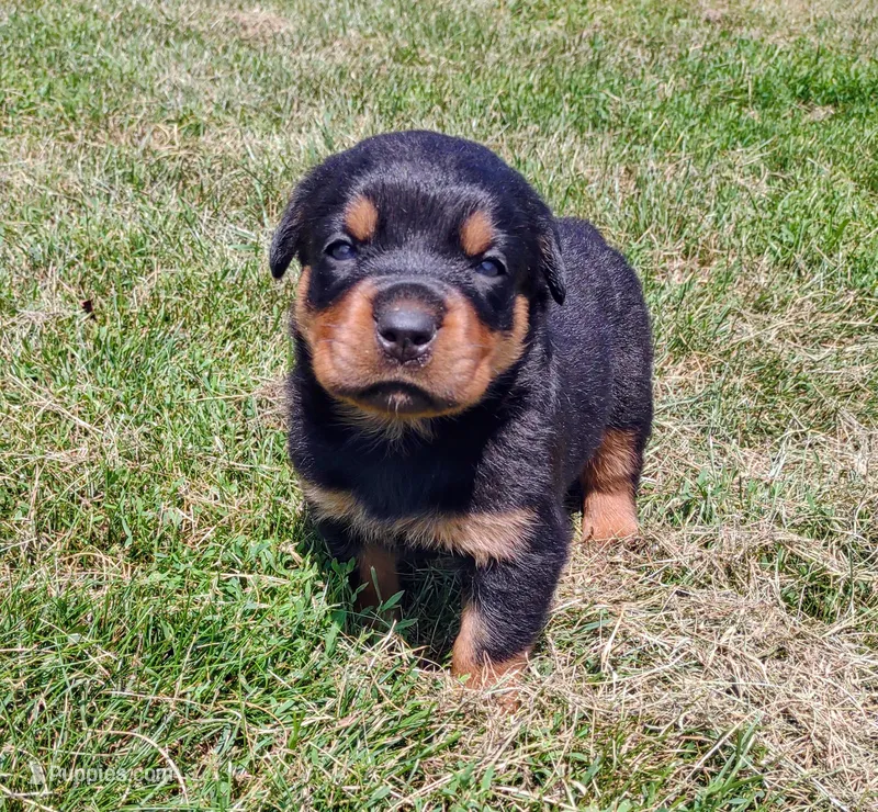 Liberty  – Rottweiler puppy for sale in Waldron, MI