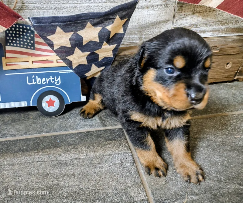 Liberty  – Rottweiler puppy for sale in Waldron, MI