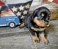 Liberty , a female Rottweiler for sale in Waldron, MI – 1 of 3