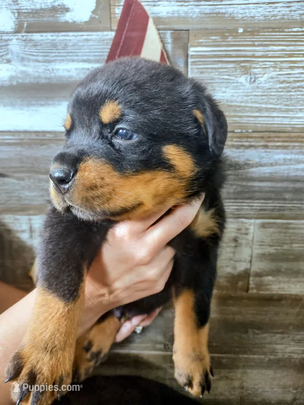 Lincoln  – Rottweiler puppy on hold in Waldron, MI
