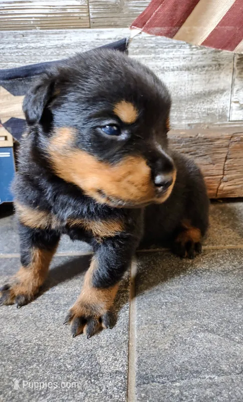 Washington  – Rottweiler puppy for sale in Waldron, MI