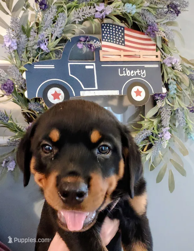 Liberty  – Rottweiler puppy for sale in Waldron, MI