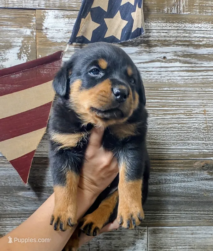 American Sweetheart  – Rottweiler puppy for sale in Waldron, MI