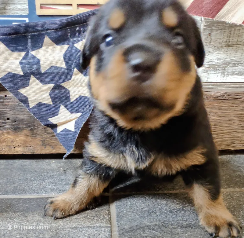 Lincoln  – Rottweiler puppy for sale in Waldron, MI