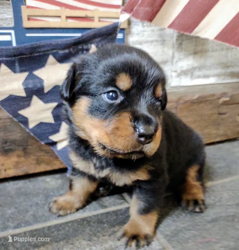 Independence  – Rottweiler puppy for sale in Waldron, MI