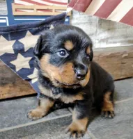 Independence , a female Rottweiler for sale in Waldron, MI – 1 of 1