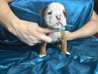 Male A, a male English Bulldog for sale in Jacksonville Beach, FL – 3 of 6