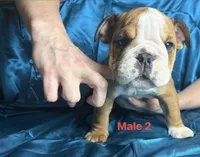 Male 2 , a male English Bulldog for sale in Jacksonville Beach, FL – 1 of 4