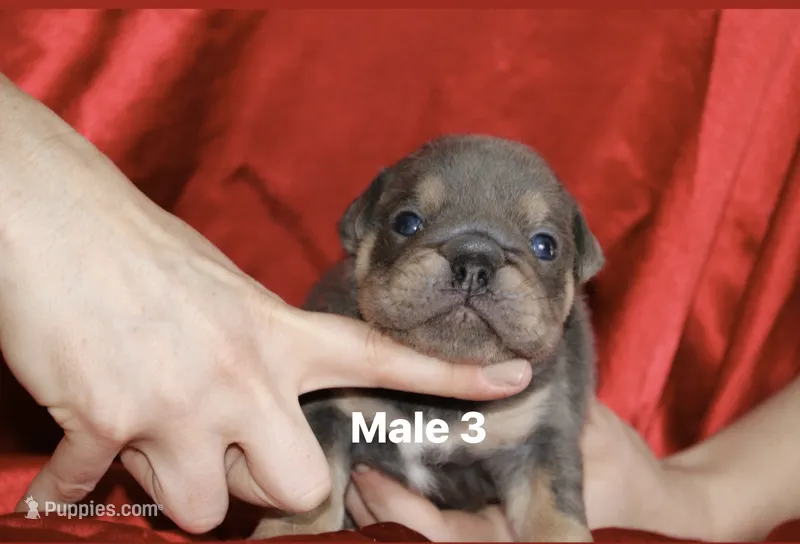 Male 3  – English Bulldog puppy for sale in Jacksonville Beach, FL