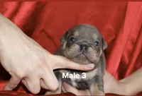 Male 3 , a male English Bulldog for sale in Jacksonville Beach, FL – 1 of 2