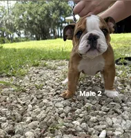 Male 2 , a male English Bulldog for sale in Jacksonville Beach, FL – 3 of 4