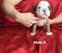 Male A, a male English Bulldog for sale in Jacksonville Beach, FL – 6 of 6