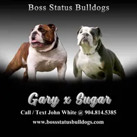 Female 4 , a female English Bulldog for sale in Jacksonville Beach, FL – 2 of 4