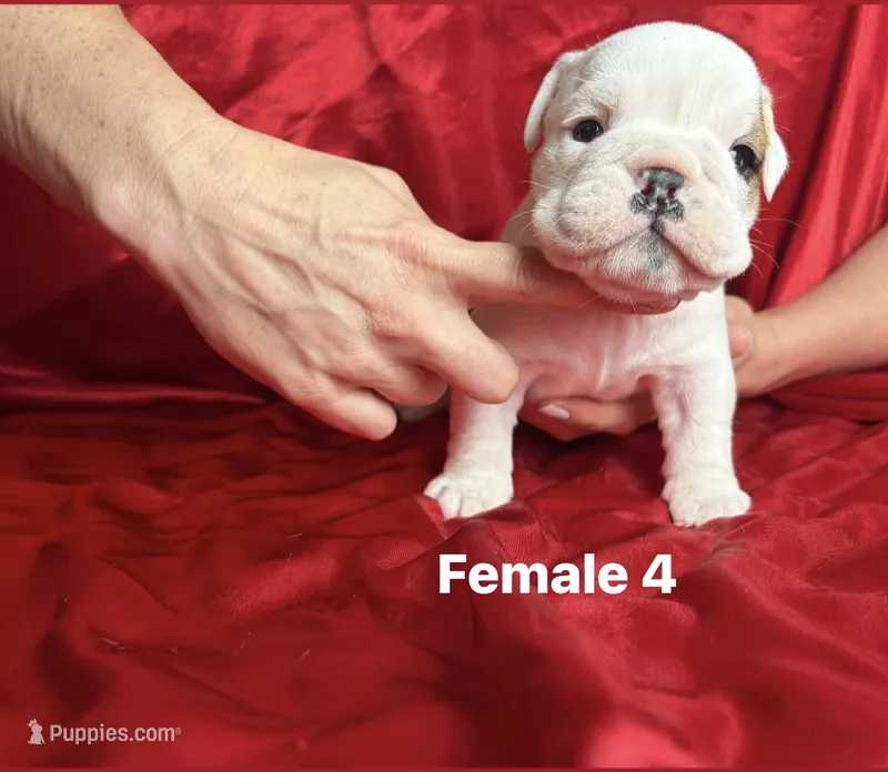 Female 4  – English Bulldog puppy for sale in Jacksonville Beach, FL