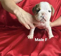 Male f, a male English Bulldog for sale in Jacksonville Beach, FL – 3 of 4