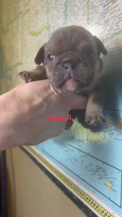 Male 4 , a male English Bulldog for sale in Jacksonville Beach, FL – 2 of 2