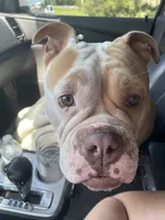Male A, a male English Bulldog for sale in Jacksonville Beach, FL – 5 of 6