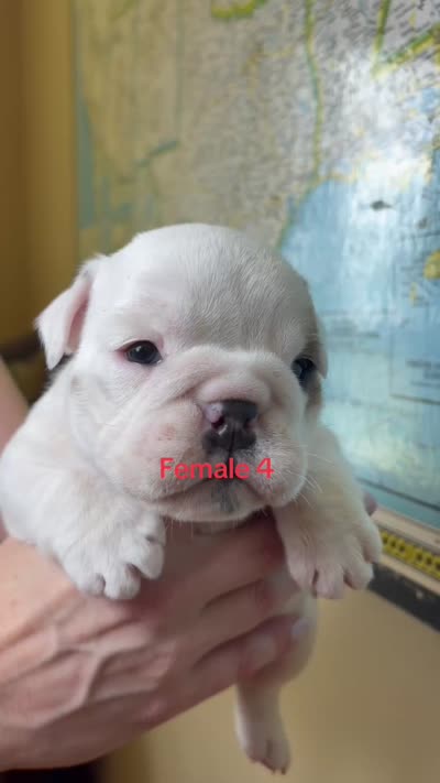 Female 4 , a female English Bulldog for sale in Jacksonville Beach, FL – 3 of 4