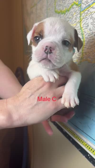 Male c, a male English Bulldog for sale in Jacksonville Beach, FL – 4 of 4
