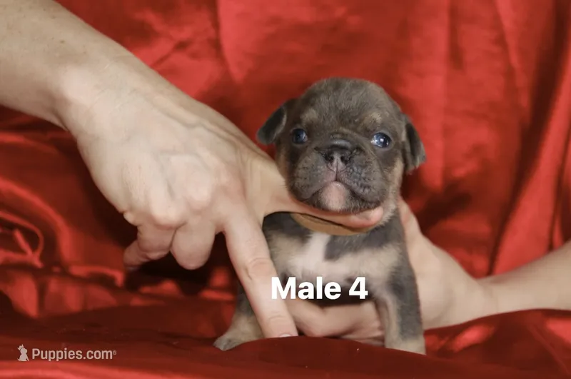 Male 4  – English Bulldog puppy for sale in Jacksonville Beach, FL