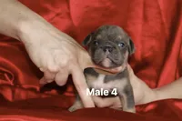 Male 4 , a male English Bulldog for sale in Jacksonville Beach, FL – 1 of 2
