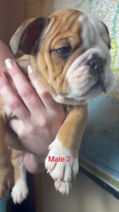 Male 2 , a male English Bulldog for sale in Jacksonville Beach, FL – 4 of 4
