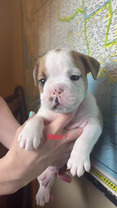 Male f, a male English Bulldog for sale in Jacksonville Beach, FL – 4 of 4