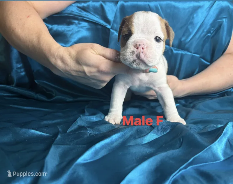 Male f – English Bulldog puppy for sale in Jacksonville Beach, FL