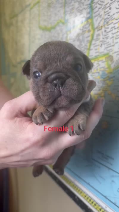 Female 1 , a female English Bulldog for sale in Jacksonville Beach, FL – 2 of 2
