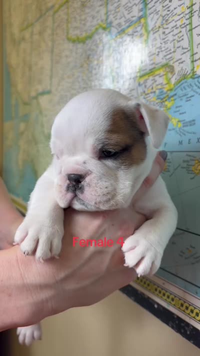 Female 4 , a female English Bulldog for sale in Jacksonville Beach, FL – 4 of 4