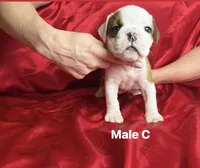 Male c, a male English Bulldog for sale in Jacksonville Beach, FL – 3 of 4