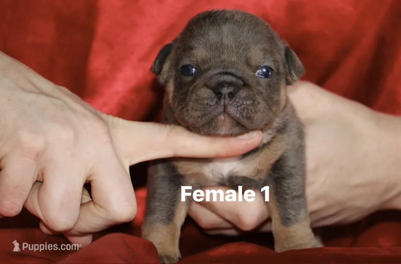 Female 1  – English Bulldog puppy for sale in Jacksonville Beach, FL