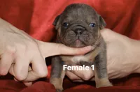 Female 1 , a female English Bulldog for sale in Jacksonville Beach, FL – 1 of 2