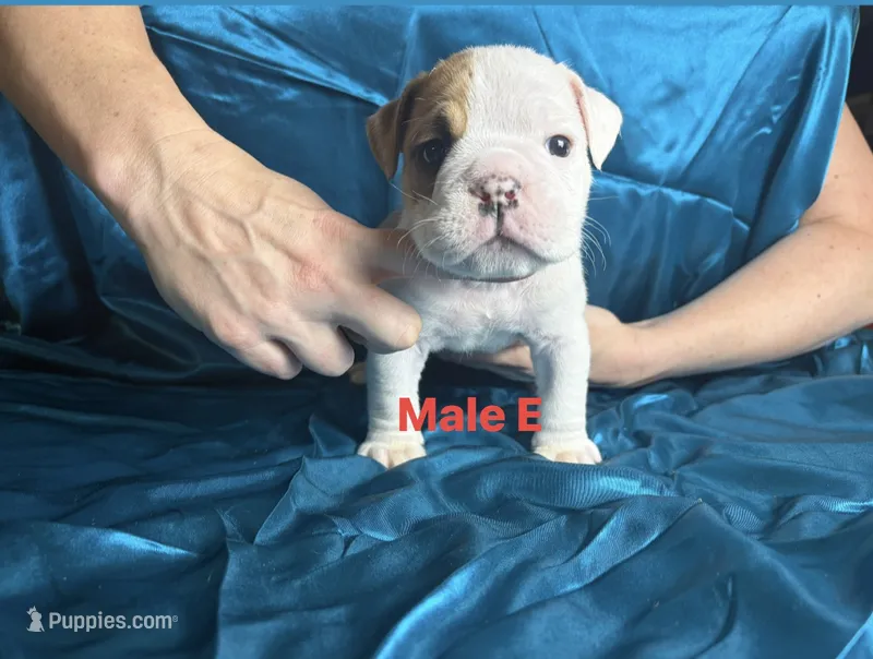 Male E  – English Bulldog puppy for sale in Jacksonville Beach, FL