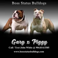 Male c, a male English Bulldog for sale in Jacksonville Beach, FL – 2 of 4