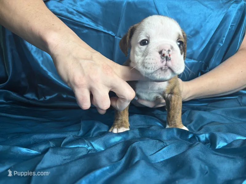 Male A – English Bulldog puppy for sale in Jacksonville Beach, FL