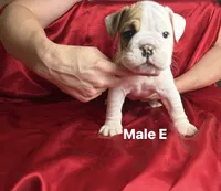 Male E , a male English Bulldog for sale in Jacksonville Beach, FL – 3 of 4