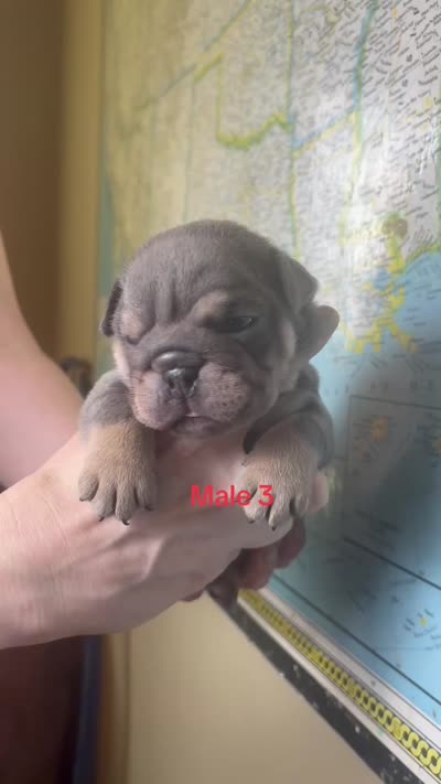 Male 3 , a male English Bulldog for sale in Jacksonville Beach, FL – 2 of 2