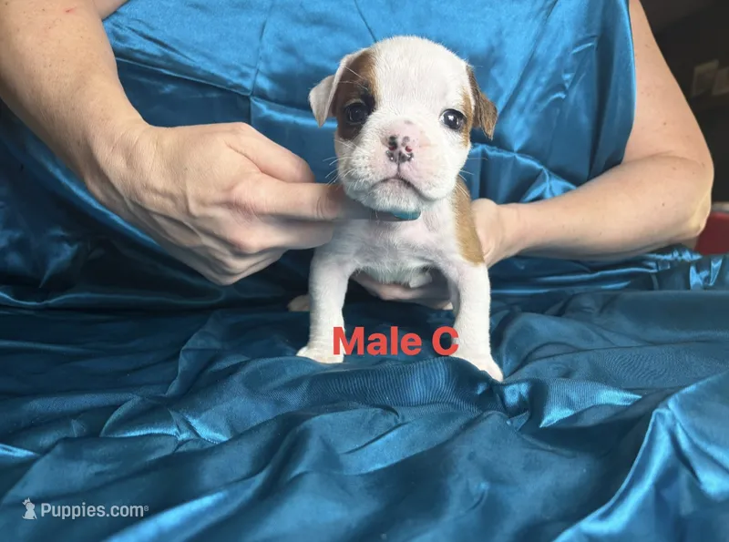 Male c – English Bulldog puppy for sale in Jacksonville Beach, FL