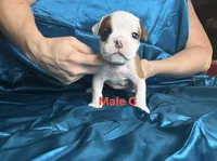 Male c, a male English Bulldog for sale in Jacksonville Beach, FL – 1 of 4