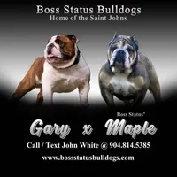 Male 2 , a male English Bulldog for sale in Jacksonville Beach, FL – 2 of 4