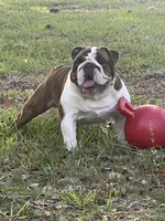 Male A, a male English Bulldog for sale in Jacksonville Beach, FL – 4 of 6