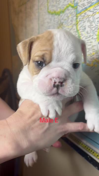 Male E , a male English Bulldog for sale in Jacksonville Beach, FL – 4 of 4