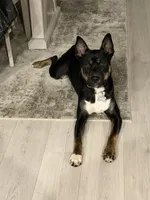 Anakin, a male Siberian Husky and American Pit Bull Terrier for sale in Bremerton, WA – Photo 1 of 3