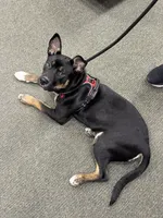 Anakin, a male Siberian Husky and American Pit Bull Terrier for sale in Bremerton, WA – Photo 3 of 3