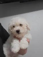 Little poodle, a male Maltipoo for sale in Palmdale, CA – Photo 2 of 2